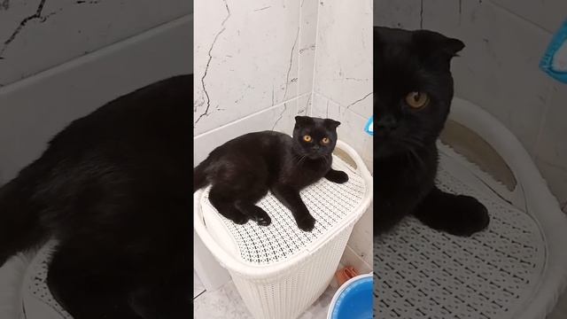 Кошка Милка циркачит потихоньку смотреть онлайн