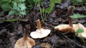 Груздь сладкий, Краснушка - Lactarius subdulcis.