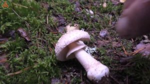 "Под дождём. Мокрые, но довольные!". Дневник грибника 3 сентября 2021 года.