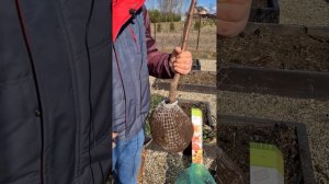 Подготовка плодовых саженцев к посадке. Обрезка плодовых саженцев. Формирующая обрезка саженцев.