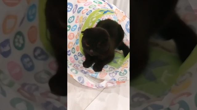 Кошка Милка и прятки смотреть онлайн