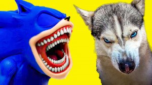 ШИН СОНИК ФИНАЛЬНАЯ БИТВА! Хаски Бандит Говорящая собака