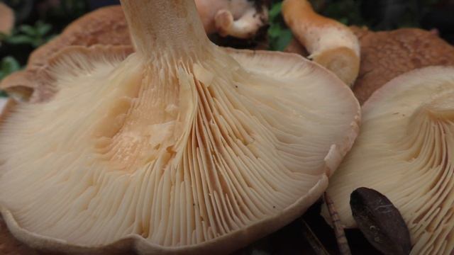 "Кожа сухая, а молока почти нет". Млечник серо-розовый - Lactarius helvus смотреть онлайн