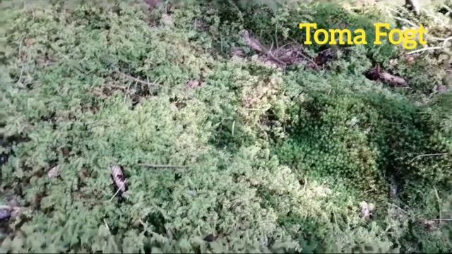 Попали в грибную сказку! смотреть онлайн