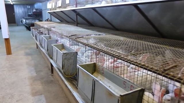 ОБРАЗЦОВО-ПОКАЗАТЕЛЬНЫЙ КРОЛЬЧАТНИК! В ГОСТЯХ У ВИКТОРА! смотреть онлайн