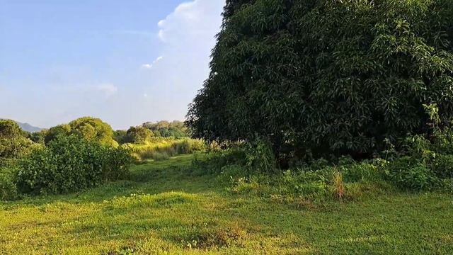 #vlog #127 FARMLOT W/RICELAND 25,000 SQM.50 METERS FRONTAGE.100 PER SQM.#affordable #realestate смотреть онлайн