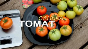 САНЬКА! ОБЗОР СОРТОВ ТОМАТОВ! Советы от ЗЕЛЕНОГО ОГОРОДА!