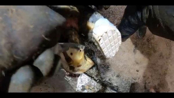 ROTTEN COWS HOOF CLEANING *HUGE HIDDEN SECRET REVEALED*