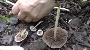 Похож на поганку - Ложноопёнок Кандолля. Есть можно, но не хочется!