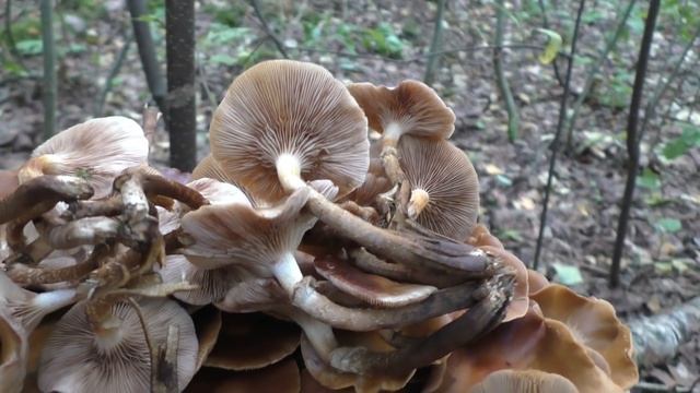 Ещё раз о Летнем опёнке! Kuehneromyces mutabilis. смотреть онлайн