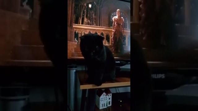 Кошка Милка и Гарри Поттер смотреть онлайн