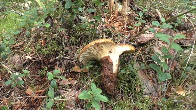 В сосновый бор за грибами и черникой! Дневник грибника 19 июля 2020 года. смотреть онлайн