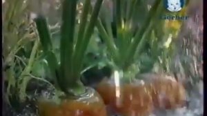 Рекламный блок (Россия, 16.02.2009) (3)