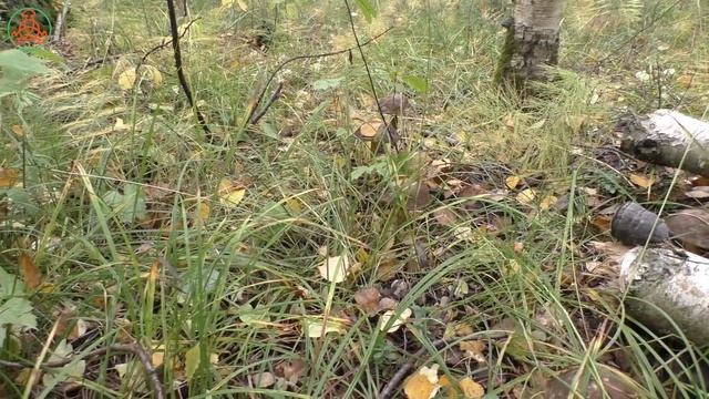 За другими придём через день! Дневник грибника 18 сентября 2021 года. смотреть онлайн