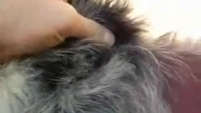 Canine Skin Turgor Test