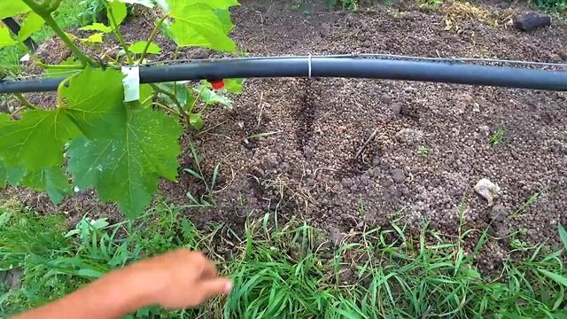 Капельный полив, ДОБРО или ЗЛО на участке? смотреть онлайн