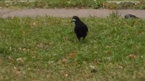 Непридуманная жизнь животных. Кошки,птицы(полная версия)