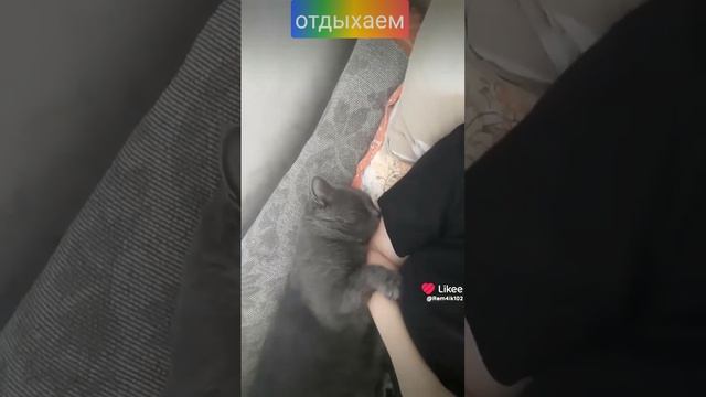 Барс на расслабоне смотреть онлайн