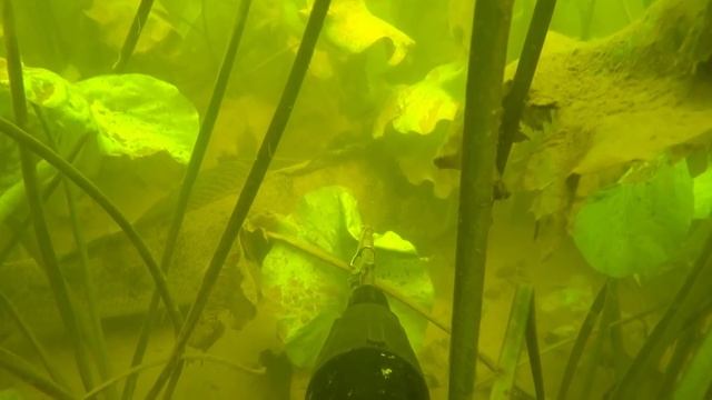 ХЕ ИЗ СУДАКА. ТРОФЕЙНАЯ ХОТА! смотреть онлайн