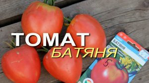 БАТЯНЯ! ОБЗОР СОРТОВ ТОМАТОВ! Советы от ЗЕЛЕНОГО ОГОРОДА!