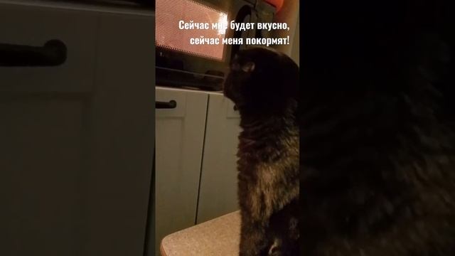 Кошка Милка кулинарит. смотреть онлайн