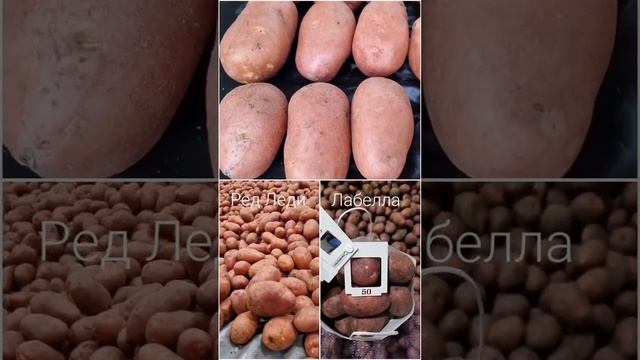 +7(912)22-013-26 Свердловская область. Картофель товарный и семенной. смотреть онлайн