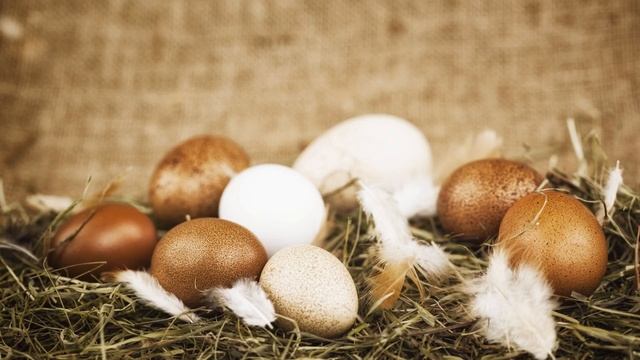 Can I keep different chicken breeds together? - Chickens in a Minute смотреть онлайн