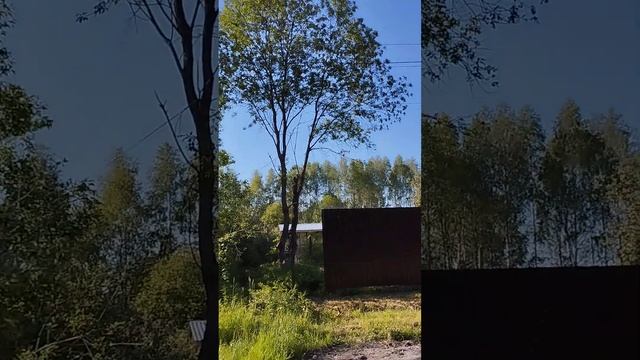 падение дерева смотреть онлайн