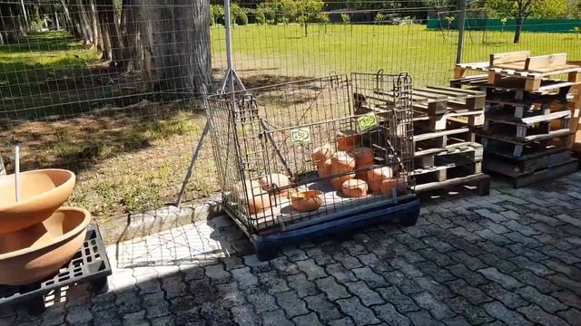 ⭐НАШЛИ ИДЕАЛЬНУЮ ВАЗУ ДЛЯ БУГЕНВИЛЛЕИ I что привезли из питомника растений? смотреть онлайн