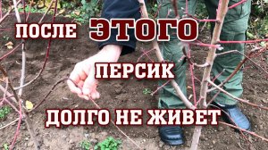 После ЭТОГО персики долго не живут !