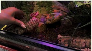 ИМПЕРАТОРСКИЙ УДАВ - альтернатива королевскому питону? Уход и содержание дома этой популярной змеи