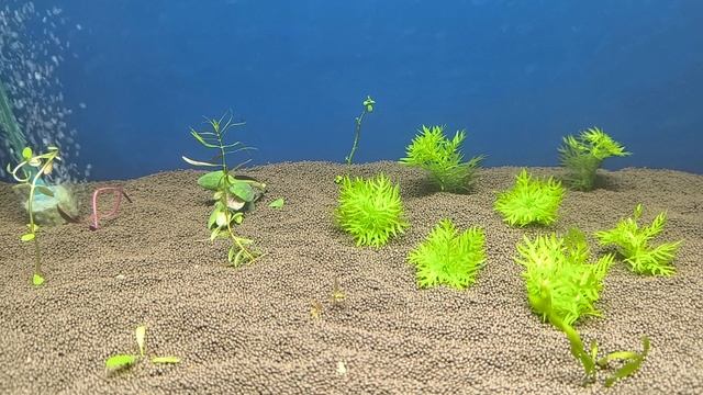 запуск травника смотреть онлайн