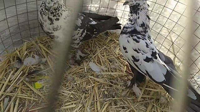 Андижанский голубиный рынок Кабутар бозор 2кисим ГОЛУБИНЫЙ РЫНОК УЗБЕКИСТАНА Kabootar bazi pigeons смотреть онлайн