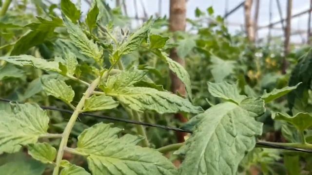 Bacteria erwinia en TOMATE, Por exceso de humedad смотреть онлайн