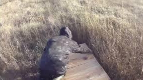 Охота на лису и гуся, делаем приваду на лису и солонец на зайца.