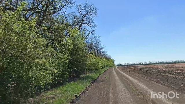 Акация зацветёт аномально раньше , установка ловушек. смотреть онлайн