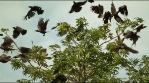 Моя вечная невеста 1 сезон 17 серия