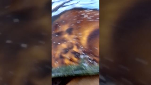 @Бабушкины сказки 2. Как медведя переворачивали смотреть онлайн