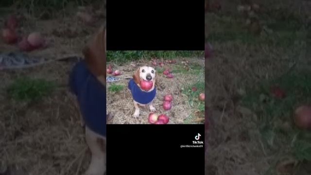 собака с яблоками смотреть онлайн