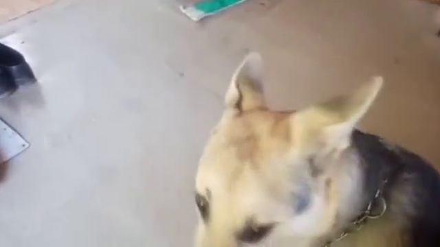 Собака боится электромашинку смотреть онлайн