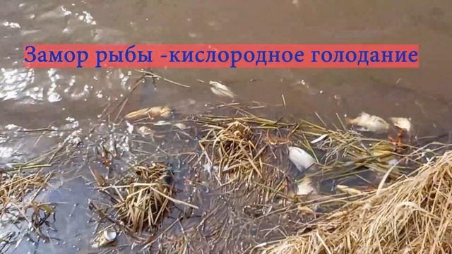 Замор рыбы на реке Аять – результат зимнего – кислородное голодание смотреть онлайн
