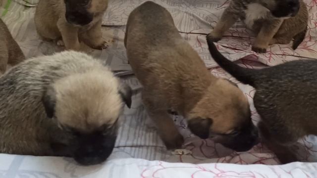 VID_20241110_155216 смотреть онлайн