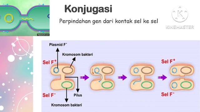 Genetika Bakteri смотреть онлайн