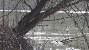 Звуки ранней весны. Sounds of early spring.