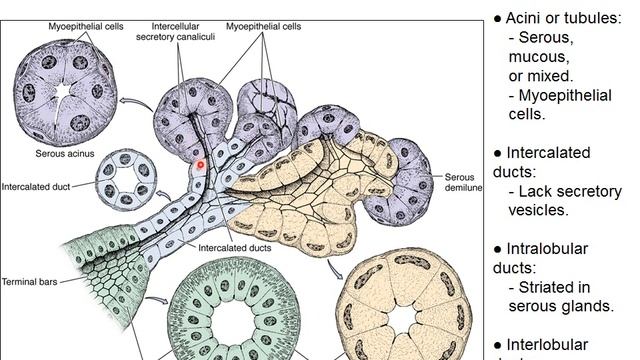 Salivary glands 1 смотреть онлайн