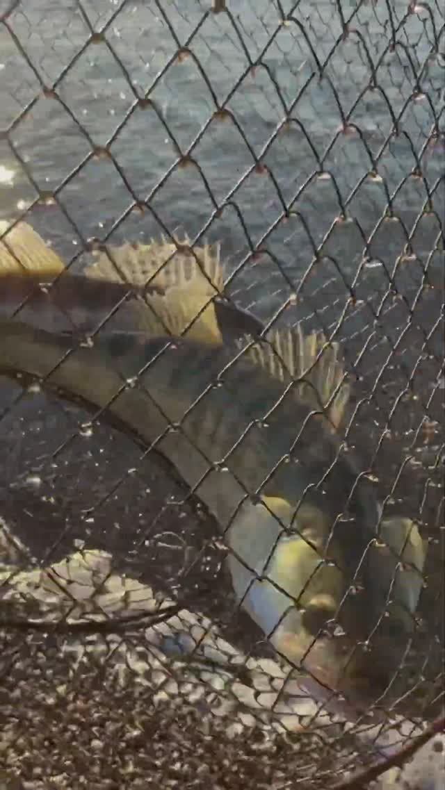 Астраханские СУДАКИ! #судак