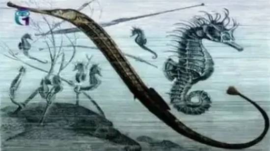 Иглы-рыбы (Морские иглы) смотреть онлайн