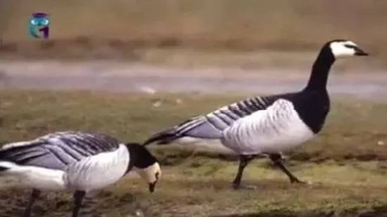 Казарки смотреть онлайн