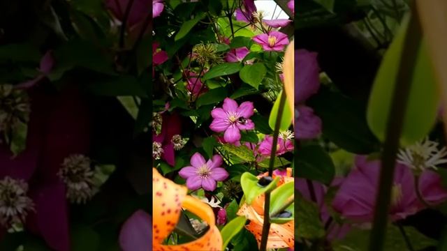 Цветное лето. Дмитрий Шлапак смотреть онлайн