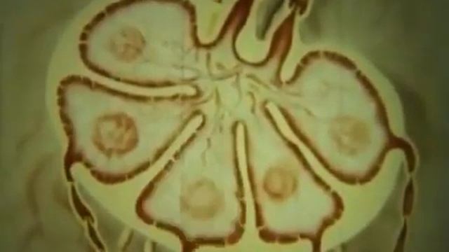 Строение лимфатической системы смотреть онлайн